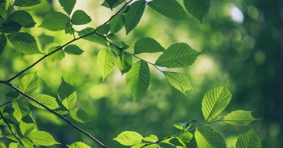 Leafy green tree - nature