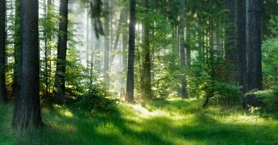 Green Forest Environment